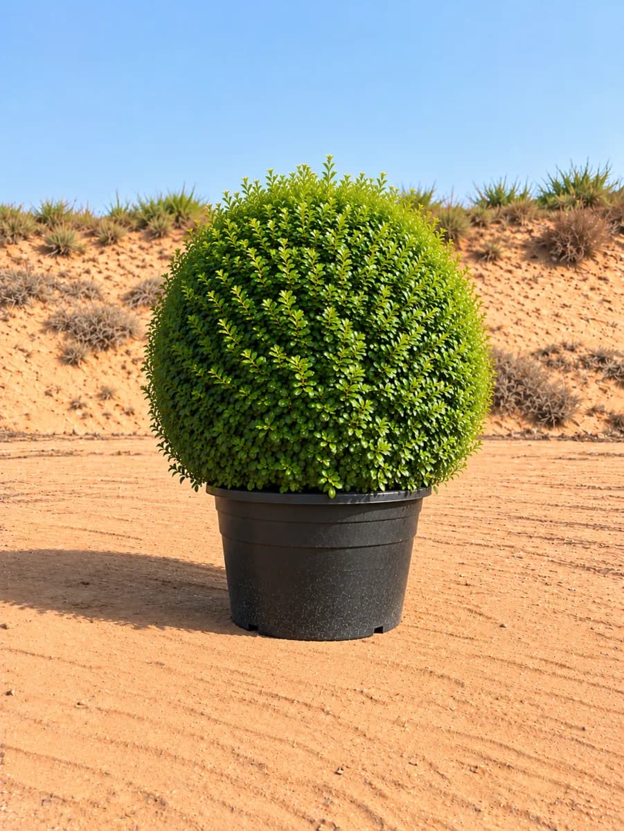 Ehretia Ball 100 cm