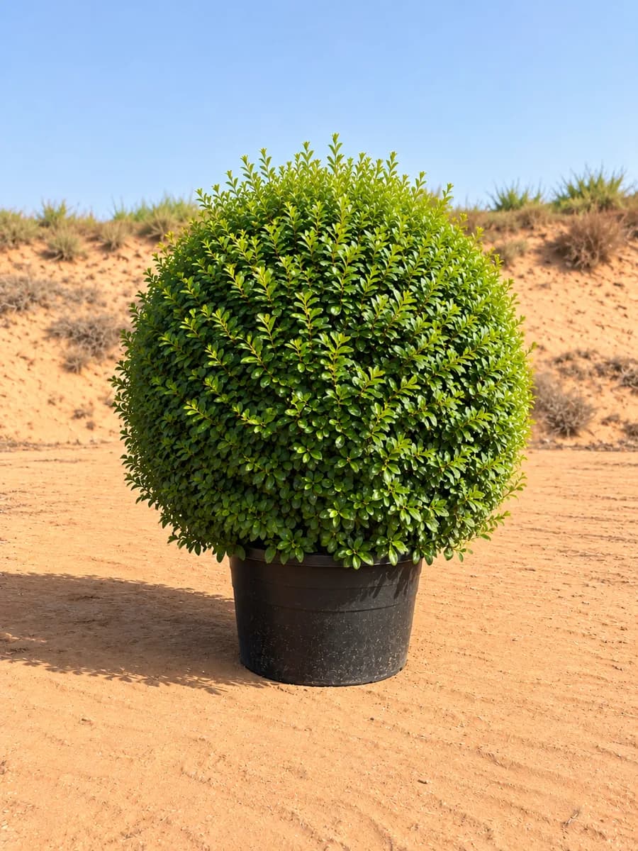 Ehretia Ball 120 cm