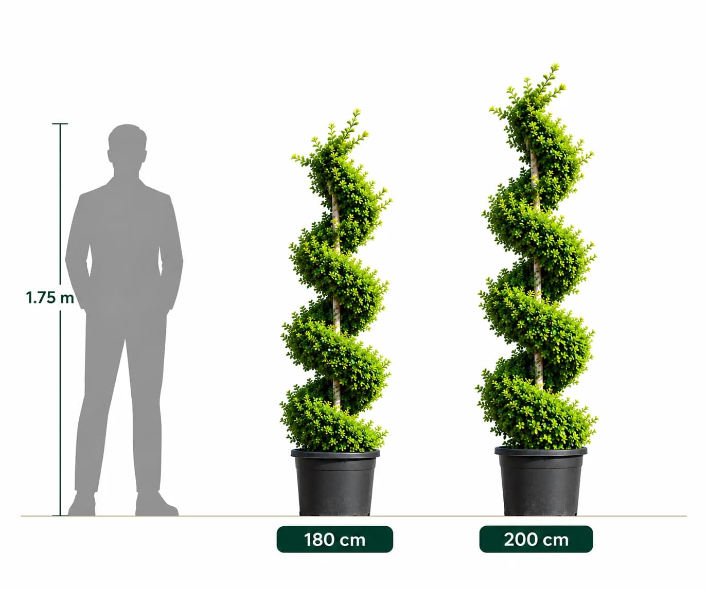 Ehretia spiral plants in two sizes
