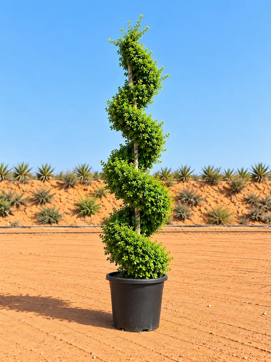 Ehretia Spiral